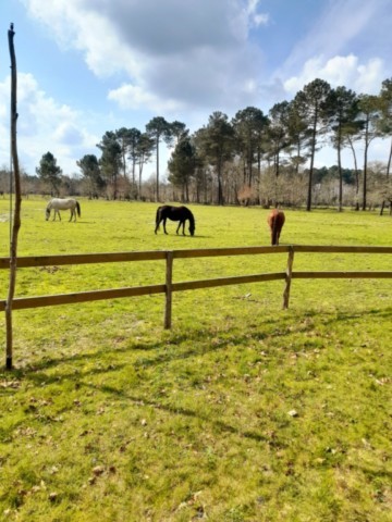 chevaux prairie
